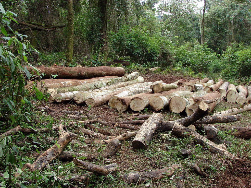 Desmonte de árboles nativos en una reserva aborigen misionera.
Foto: Télam
