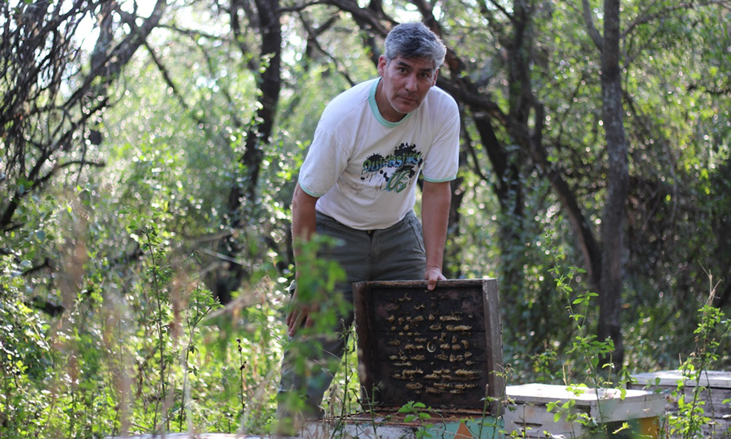 El apicultor Marcelo Sosa inspecciona una colmena en la que ya no hay abejas.