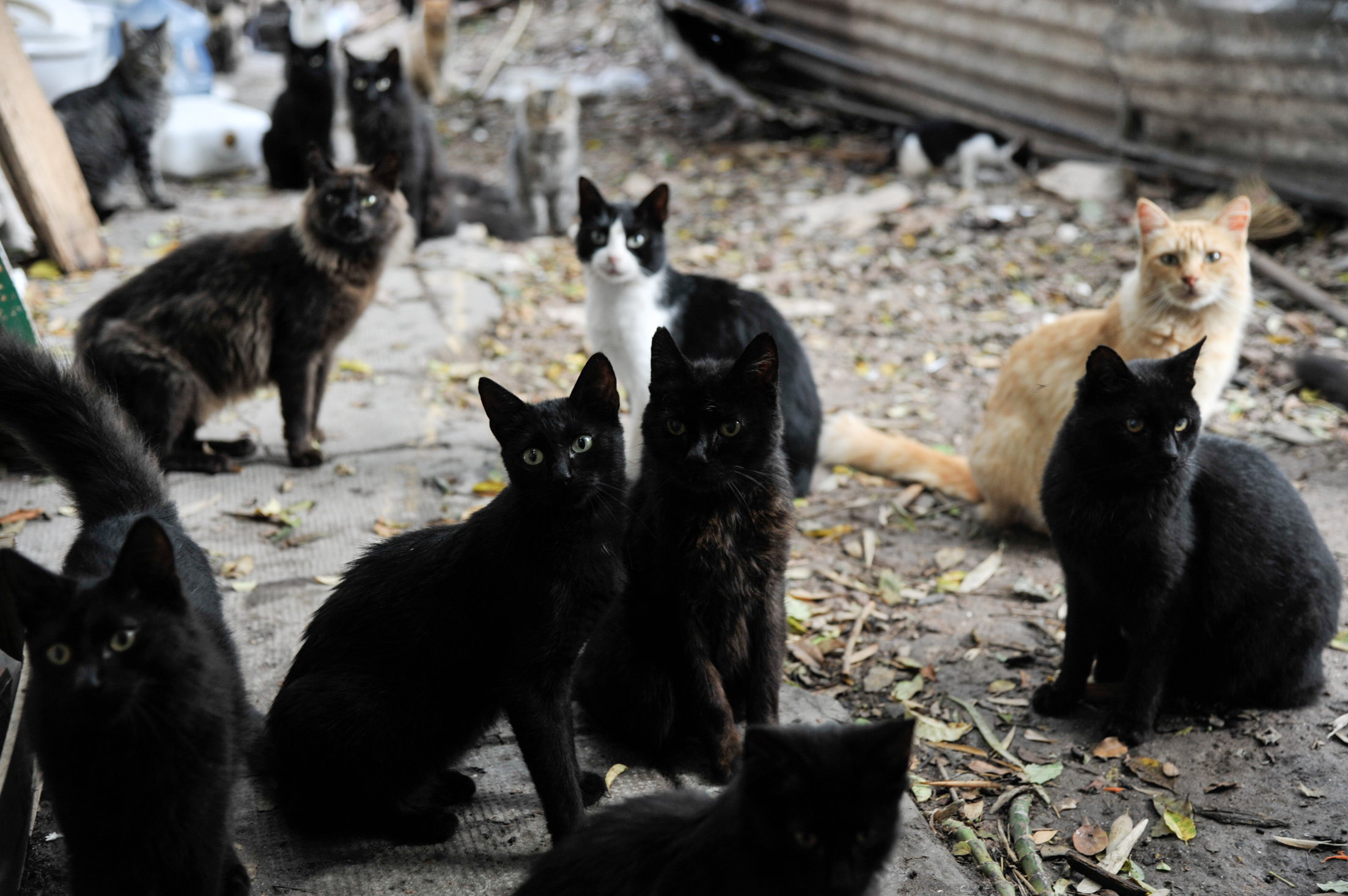 La mayoría de los gatos se volvieron salvajes. / Fotos: Rodrigo Mendoza