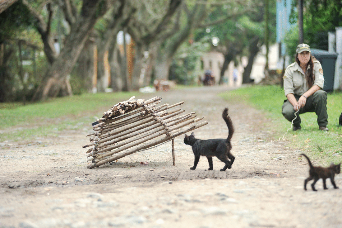 En la isla atrapan a los gatos asilvestrados con trampas manuales.