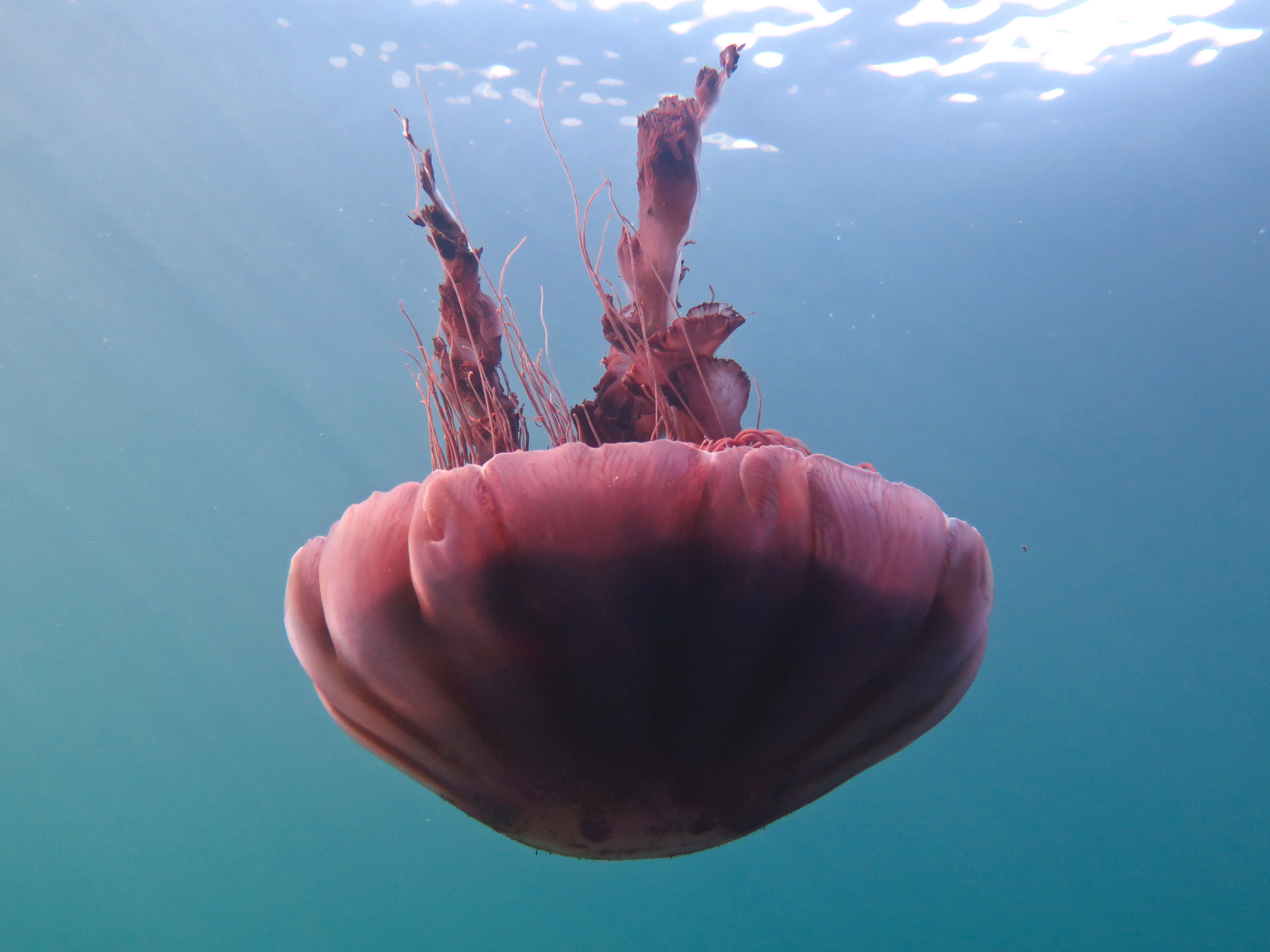 Las medusas son capturadas accidentalmente por los pesqueros. | Foto: Lyra Films