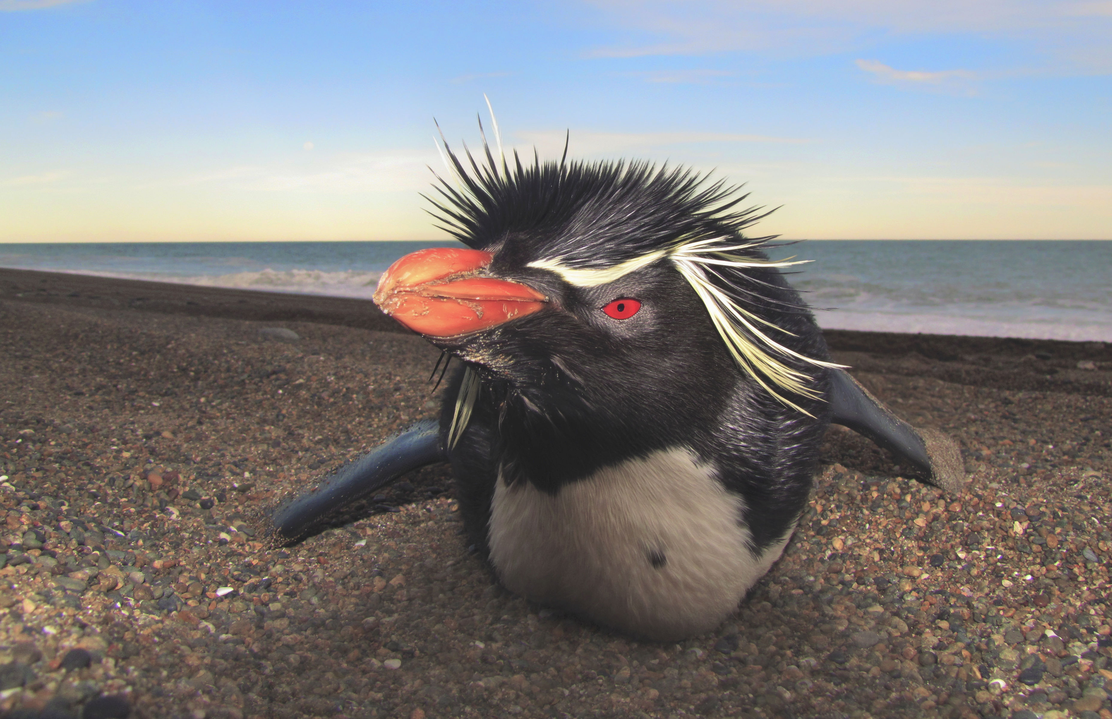 La reserva Burdwood II ayudaría a preservar a los pingüinos de penacho amarillo. | Foto Lyra Films