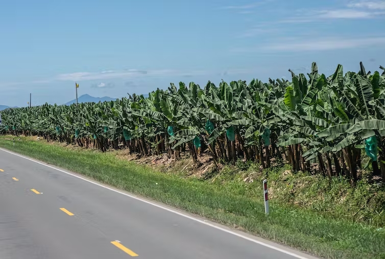 ¿Y si las hojas de banano fueran la clave para una nueva era de compuestos sostenibles?