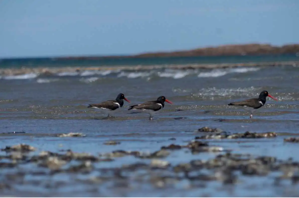 Arroyo Marea: una propuesta de Chubut para visitar en el invierno