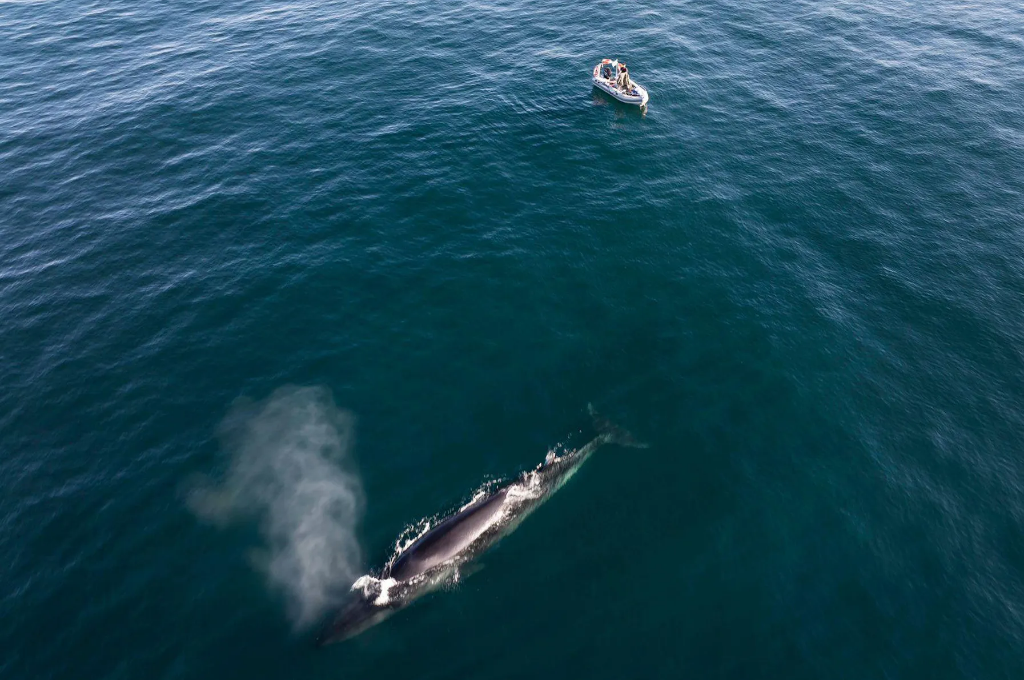 Volvieron las ballenas más grandes del mundo a Santa Cruz: cómo conocer a estas gigantes