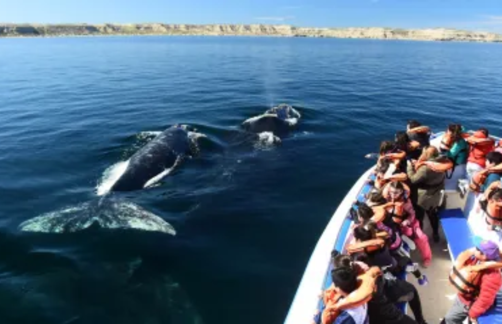 Llegaron las ballenas a Puerto Madryn: cuánto cuesta embarcarse para verlas