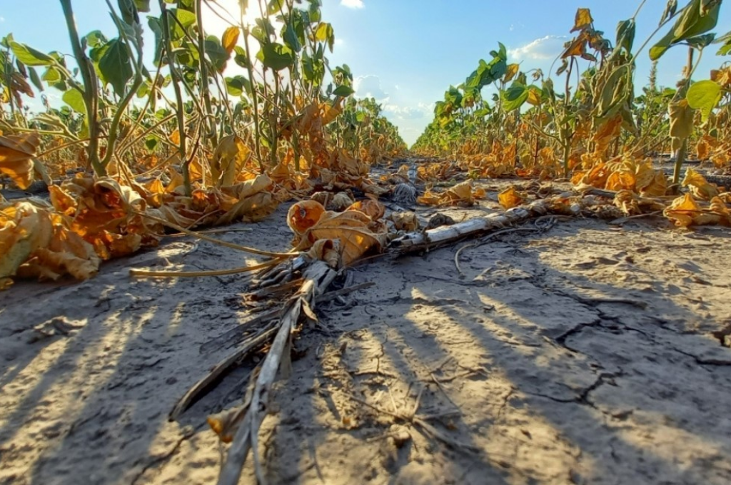 El desafío de combatir la desertificación en la Argentina: "Las legislaciones sobre el tema tienen que ser un documento vivo"