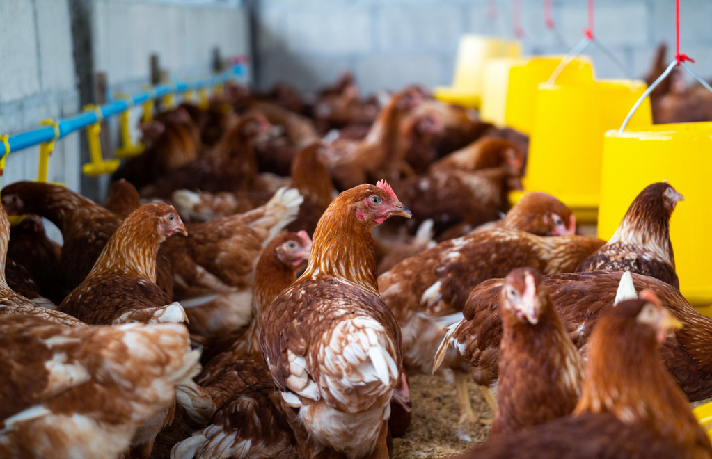 Qué está pasando con la gripe aviar y cuán preocupantes son los casos en humanos